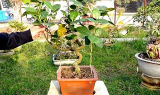 Cây ăn quả quen thuộc biến thành bonsai độc đáo: Vừa là biểu tượng may mắn, vừa có giá trị tới 800 triệu đồng